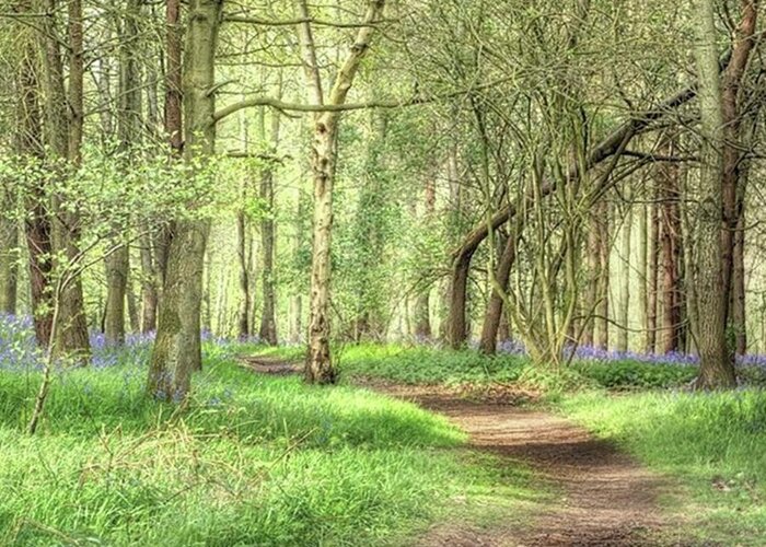 Nature Greeting Card featuring the photograph Bentley Woods, Warwickshire
#landscape by John Edwards