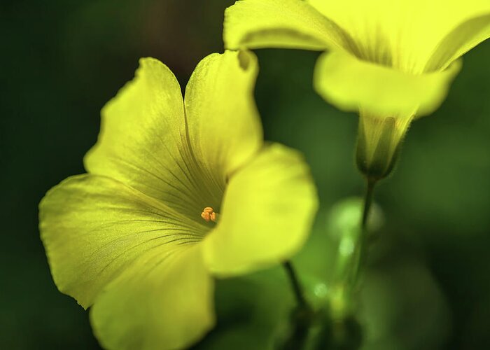 Flower Greeting Card featuring the photograph Bermuda-Buttercup 2 by Jonathan Nguyen