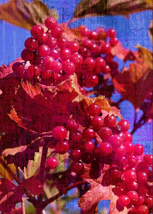 Viburnum Greeting Card featuring the photograph Berry Season by Garth Glazier