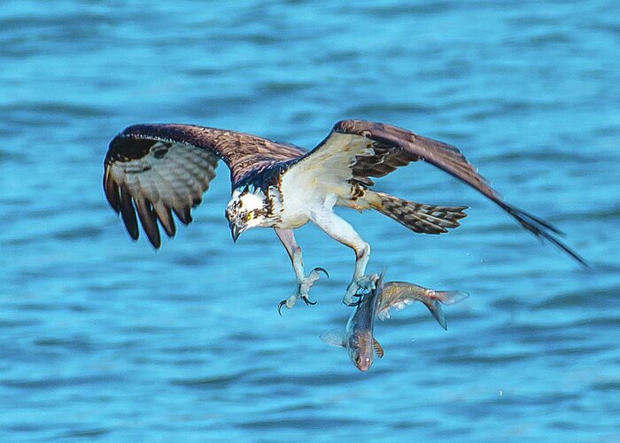 20170318 Greeting Card featuring the photograph Best Osprey with Fish in One Talon by Jeff at JSJ Photography
