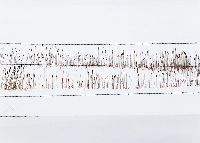 Cattails Greeting Card featuring the photograph Between the Lines - by Julie Weber