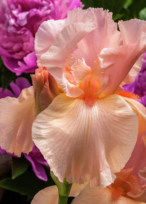 5dii Greeting Card featuring the photograph Beverly Sills Iris by Mark Mille