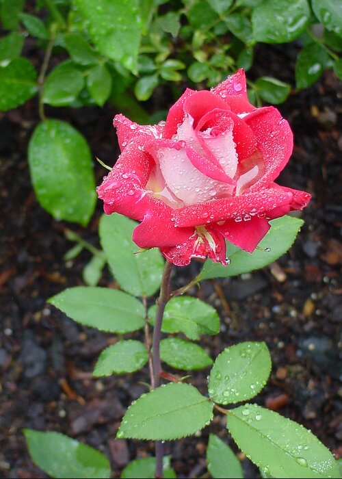 Rose Greeting Card featuring the photograph Bi-colored Rose in Rain by Shirley Heyn
