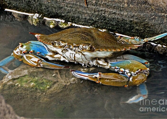 Crab Greeting Card featuring the photograph Big Blue by Kathy Baccari
