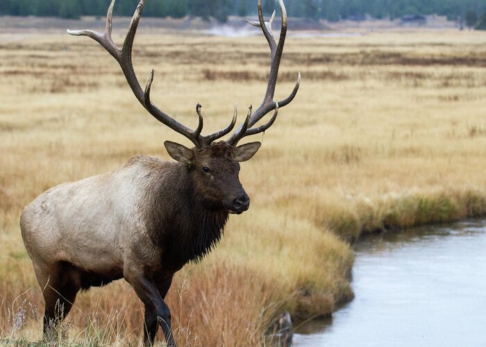 Elk Greeting Card featuring the photograph Big Bull Elk by Wesley Aston