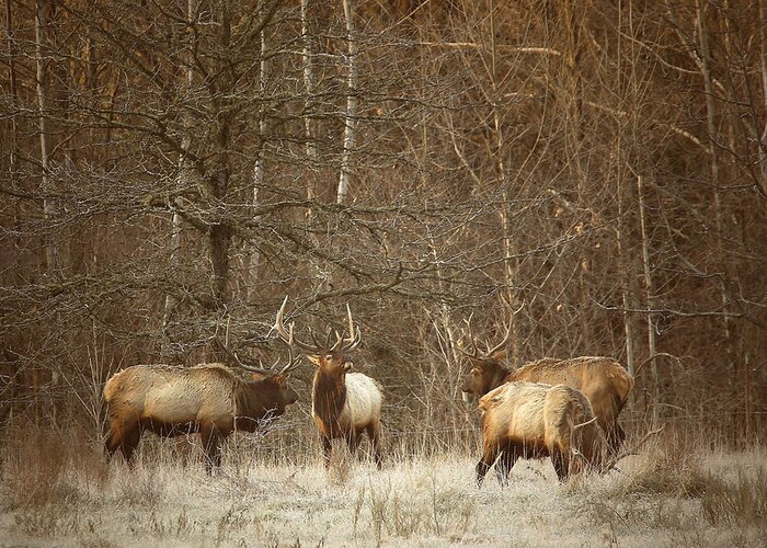 Bull Elk Greeting Card featuring the photograph Big Bull Meeting in Boxley Valley by Michael Dougherty