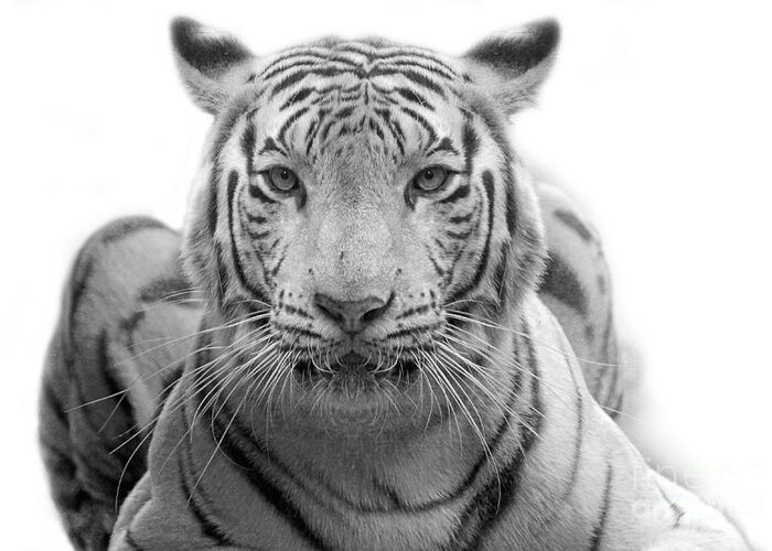 Tiger Greeting Card featuring the photograph Big Cats 115 by Ben Yassa