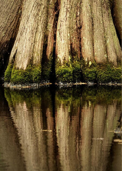 Reflections Greeting Card featuring the photograph Big Cypress Reflection Color by Nadalyn Larsen