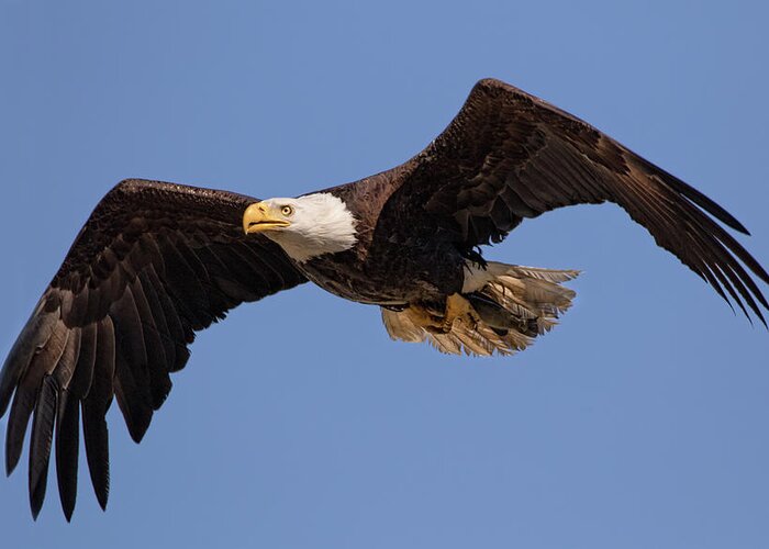 Bald Eagle Greeting Card featuring the photograph Big Eagle by Beth Sargent