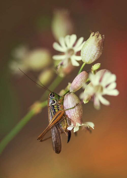 Macro Greeting Card featuring the photograph Big grasshopper on white flowers by Jaroslaw Blaminsky