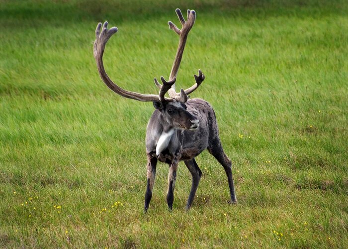 Caribou Greeting Card featuring the photograph Big Horn by Anthony Jones