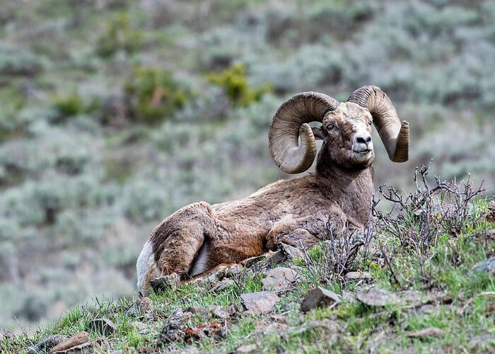 Ram Greeting Card featuring the photograph Big Horn Sheep #2 by Scott Read