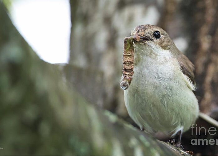 Pied Flycatcher Greeting Card featuring the photograph Big Meal by Torbjorn Swenelius