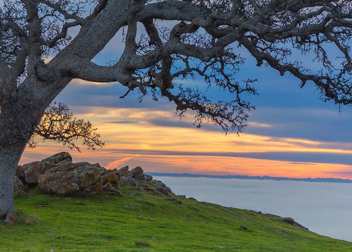 Landscape Greeting Card featuring the photograph Big Oak Above Fog by Marc Crumpler