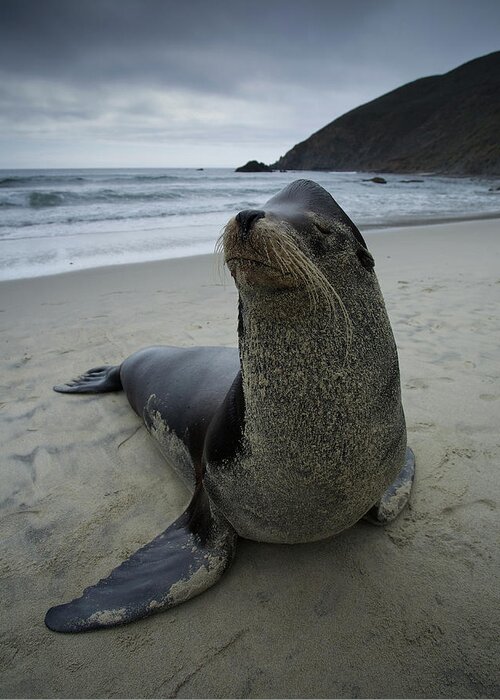 California Greeting Card featuring the photograph Big Seal by Dillon Kalkhurst