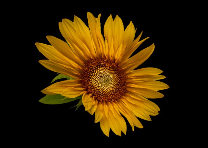 Art Greeting Card featuring the photograph Big Sunflower by Debra and Dave Vanderlaan