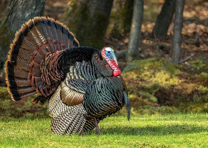 Turkey Greeting Card featuring the photograph Big Tom Turkey by Steven Upton