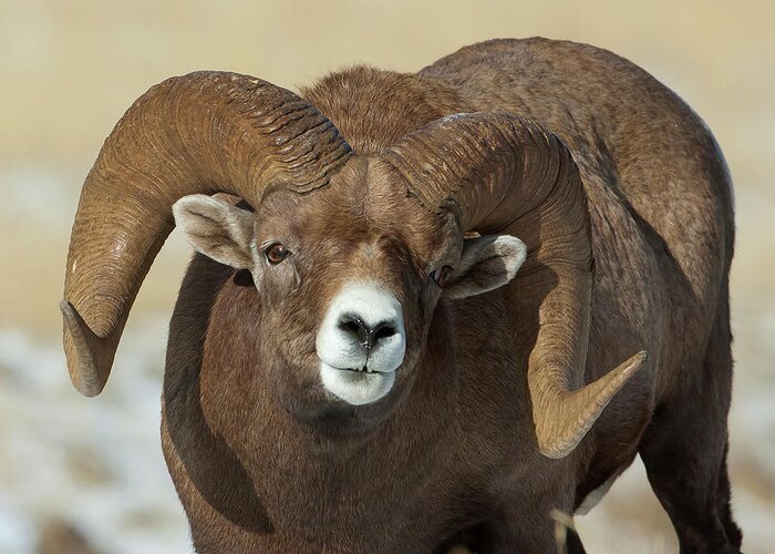 Mark Miller Photos Greeting Card featuring the photograph Bighorn Ram in Montana by Mark Miller