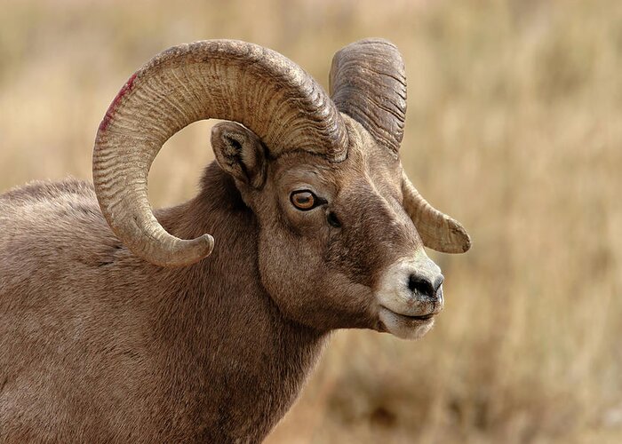 Bighorn Greeting Card featuring the photograph Bighorn by Ronnie And Frances Howard