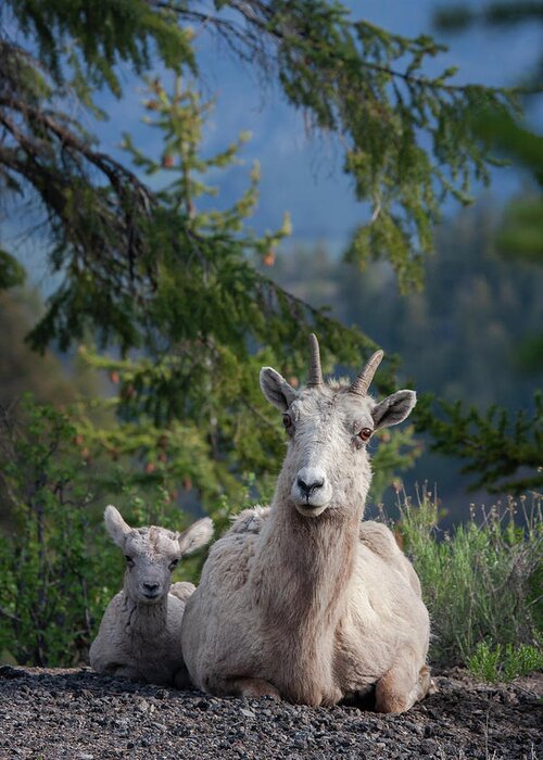 Mark Miller Photos Greeting Card featuring the photograph Bighorn Sheep Family by Mark Miller