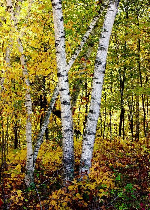 Tree Greeting Card featuring the photograph Birch in Gold by Sarah Lilja