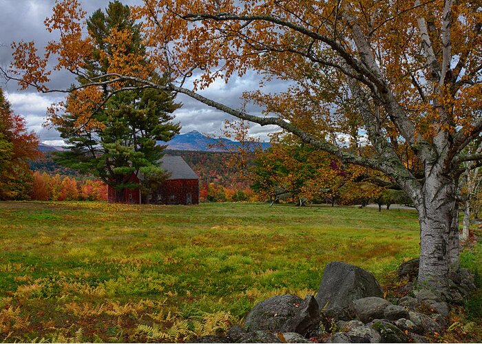 Chocorua Fall Colors Greeting Card featuring the photograph Birch over the mountains by Jeff Folger