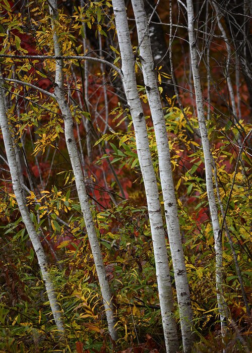 Fall Greeting Card featuring the photograph Birch Trees in the Fall by Forest Floor Photography