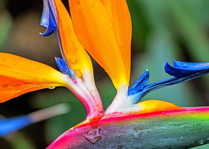 Bird Of Paradise Greeting Card featuring the photograph Bird of Paradise After the Rain by Dorothy Cunningham