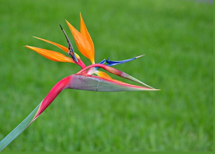 Bird Of Paradise Greeting Card featuring the photograph Bird of Paradise by Carolyn Mickulas
