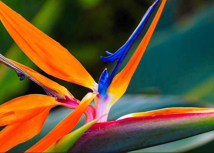 Floral Greeting Card featuring the photograph Bird of Paradise by Jade Moon