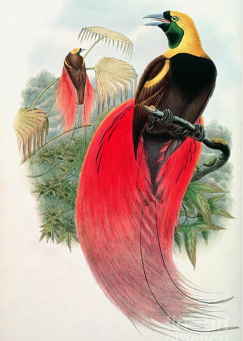 Birds Greeting Card featuring the painting Bird of Paradise by John Gould