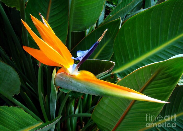 Flower Greeting Card featuring the photograph Bird of Paradise by Sue Melvin