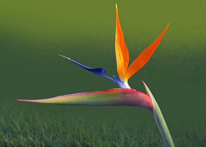 Flora Greeting Card featuring the photograph Bird of Paradise by T Guy Spencer