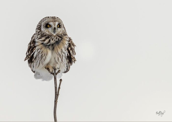 Owl Greeting Card featuring the photograph Bird On A Stick by Everet Regal
