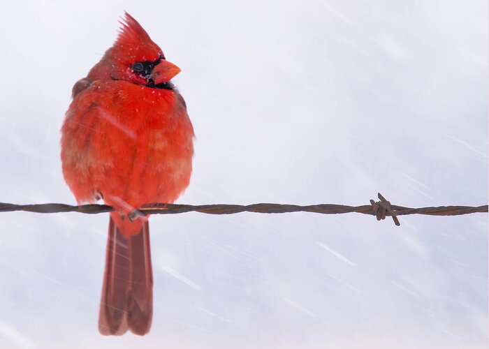 Nature Greeting Card featuring the photograph Bird on a Wire by Ron McGinnis
