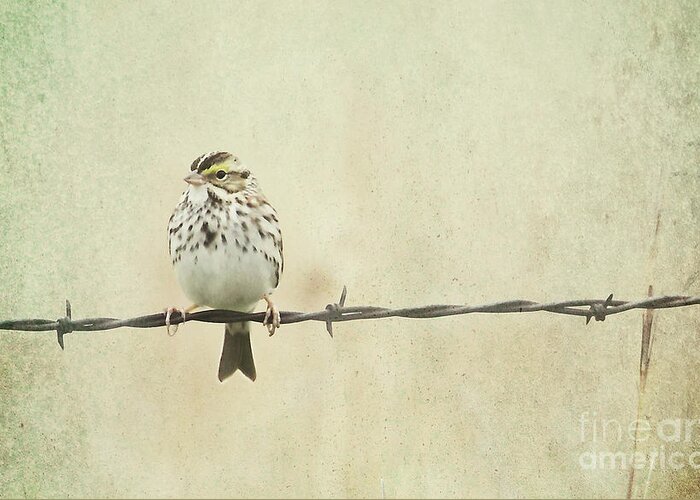 Birds Greeting Card featuring the photograph Bird on Barbed Wire by Pam Holdsworth
