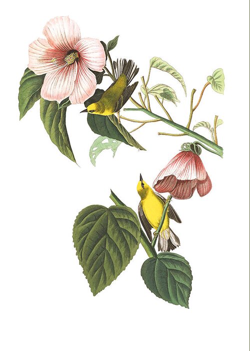 John James Audubon Greeting Card featuring the photograph Birds Chat by Munir Alawi