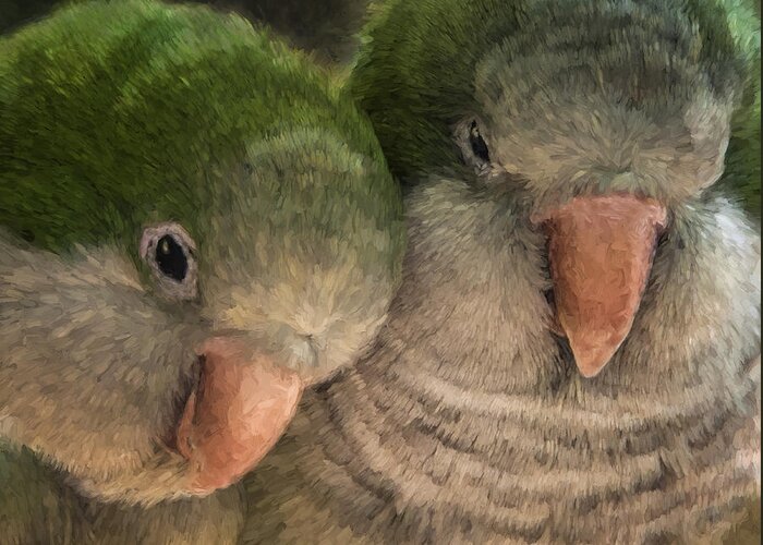 Love Greeting Card featuring the photograph Birds in Love - Lovebirds Cuddling - Digital Painting by Mitch Spence