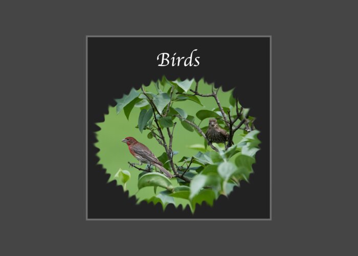 Birds Greeting Card featuring the photograph Birds by Holden The Moment