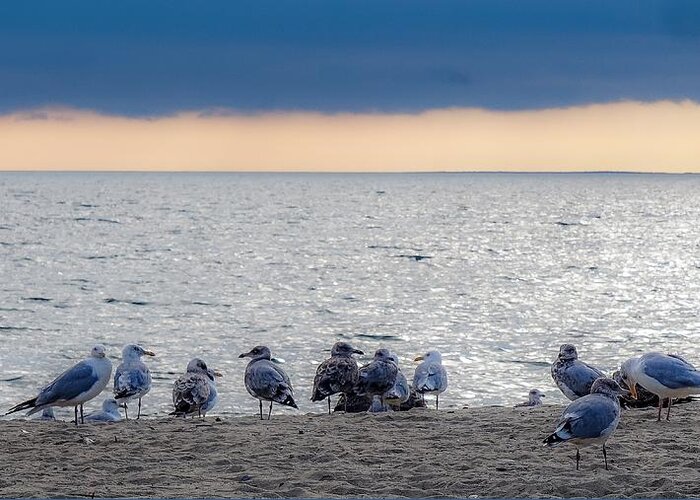  Greeting Card featuring the photograph Birds on a beach by Kendall McKernon