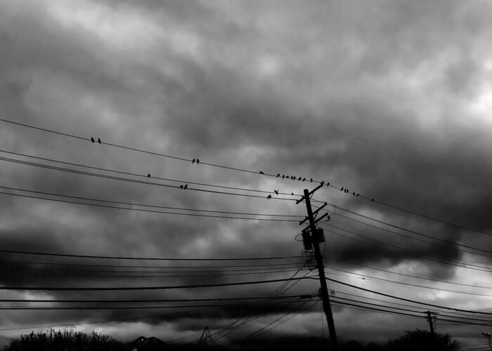 Birds Greeting Card featuring the photograph Birds on a Wire 2018 by Chris Montcalmo