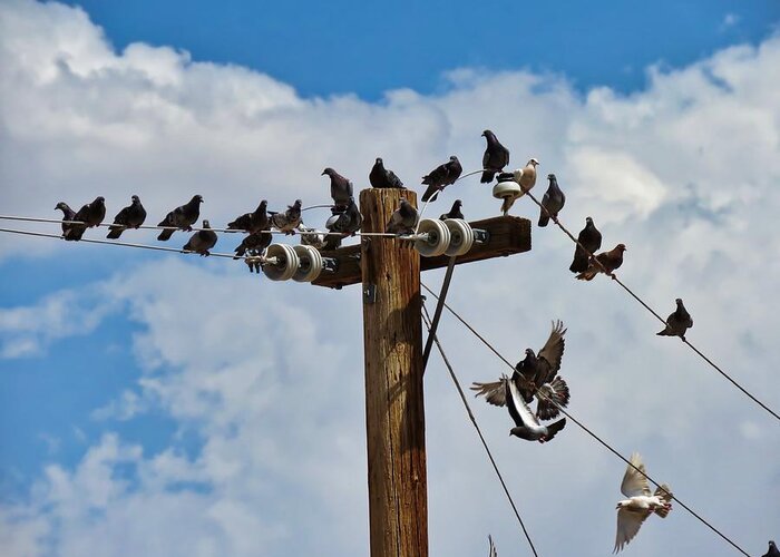 Arizona Greeting Card featuring the photograph Birds on a Wire by Judy Kennedy