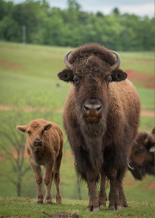 Bison Greeting Card featuring the photograph Bison 4 by Joye Ardyn Durham