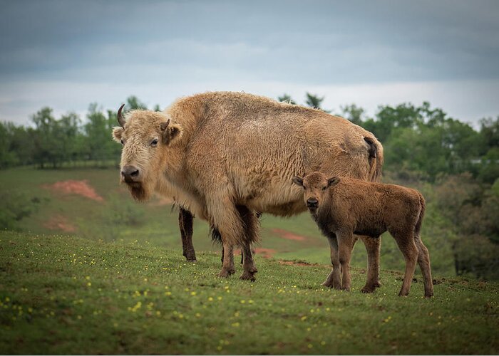 Bison Greeting Card featuring the photograph Bison 7 by Joye Ardyn Durham