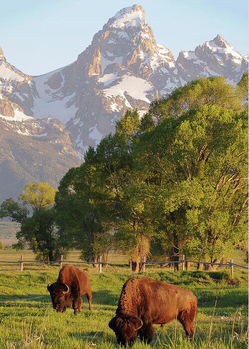 Bison Greeting Card featuring the photograph Bison and Grand Teton by Aaron Spong