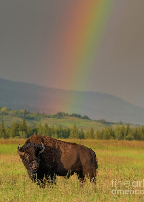 Bison Greeting Card featuring the photograph Bison and Rainbow by Brad Schwarm