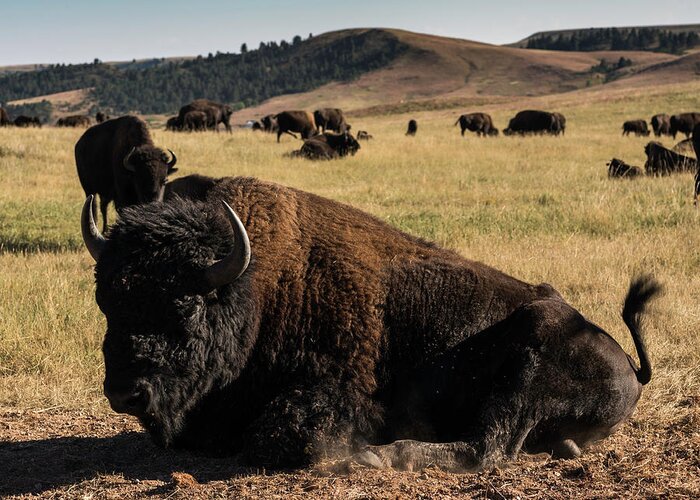 Custer State Park Greeting Card featuring the photograph Bison Bull by Norman Reid