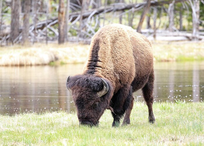 Bison Greeting Card featuring the photograph Bison By Water by Steve McKinzie