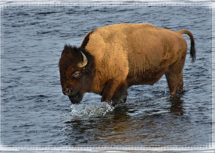 Bison Bison Greeting Card featuring the photograph Bison Crossing River by Kae Cheatham
