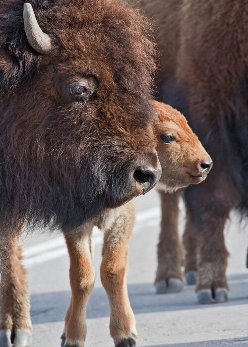 Buffalo Greeting Card featuring the photograph Bison Family by Wesley Aston